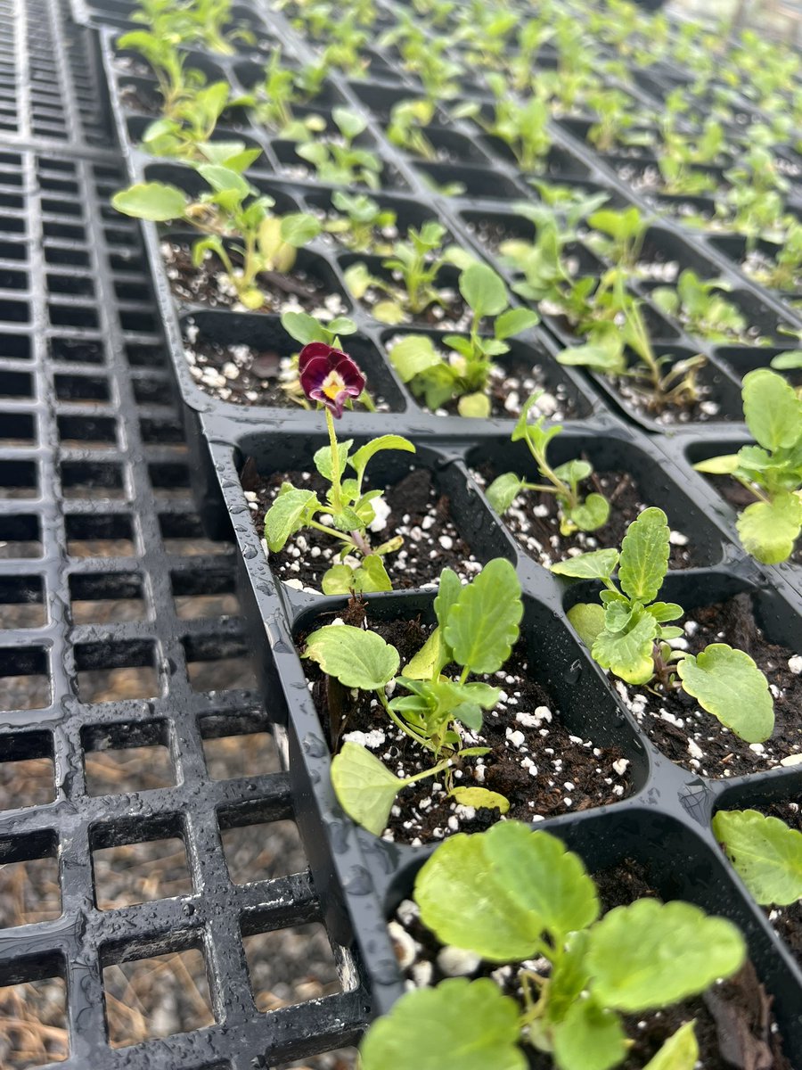 Our Greenhouse Management class has been busy getting plants ready for our fall sale! Stay tuned for more!