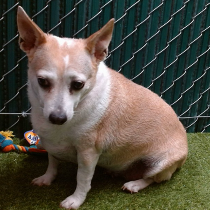 💔🆘💔 12 yo LADY has been at Downey #California ACC since 8-12. Listed as a #Chihuahua, she's 24 lbs and looks more like a #Corgi mix to me.
Downey is super full - adoption fees are waived at all L.A. Co. shelters through 8-31. Please visit🙏
#A5719556 info⬇️
