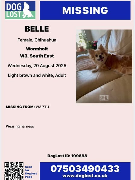 millypod1's tweet photo. ๐20 AUG 2025 #Lost Belle #ScanMe
Light Brown & White Chihuahua Female
Wearing Harness.
Braid Avenue #London #W3 nr #A40
#Wormholt #GreaterLondon
https://t.co/bxDnG5Jlrd https://t.co/5y5kTkhD25
