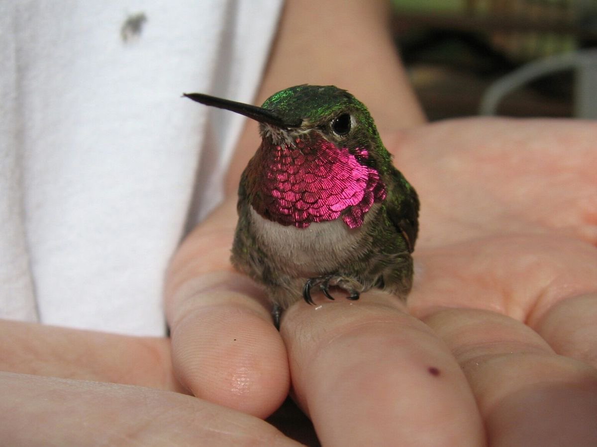 hummingbirds <3