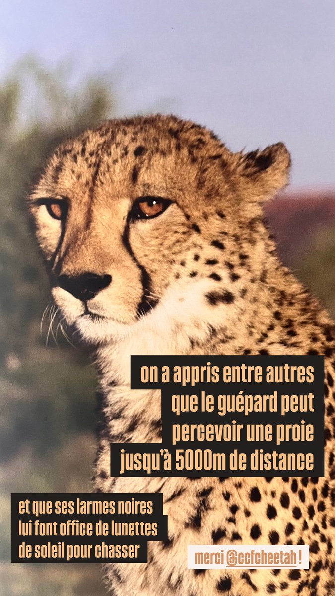 L'Animal & l'homme (@animalhomme) on Twitter photo 