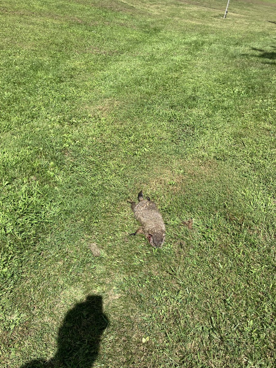 ⁦<a href="/mmmadcccow/">Diane 🐦 Rabbit</a>⁩   I got a stuffed chew toy for Otis and Belle!