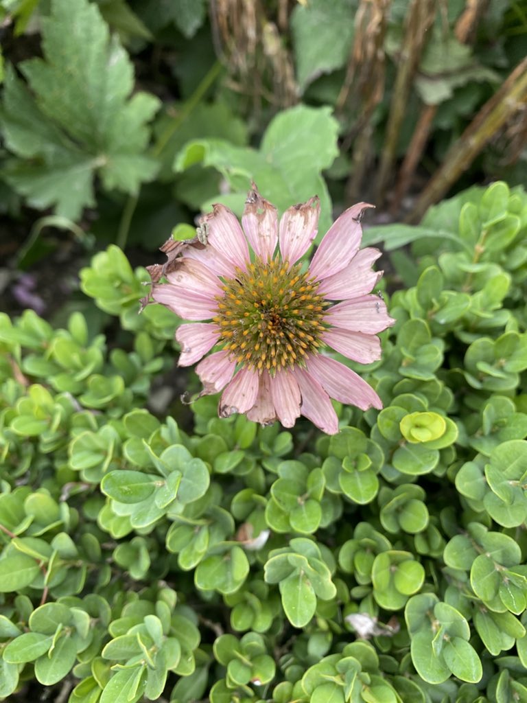 Sonia Zuccaro tweet media