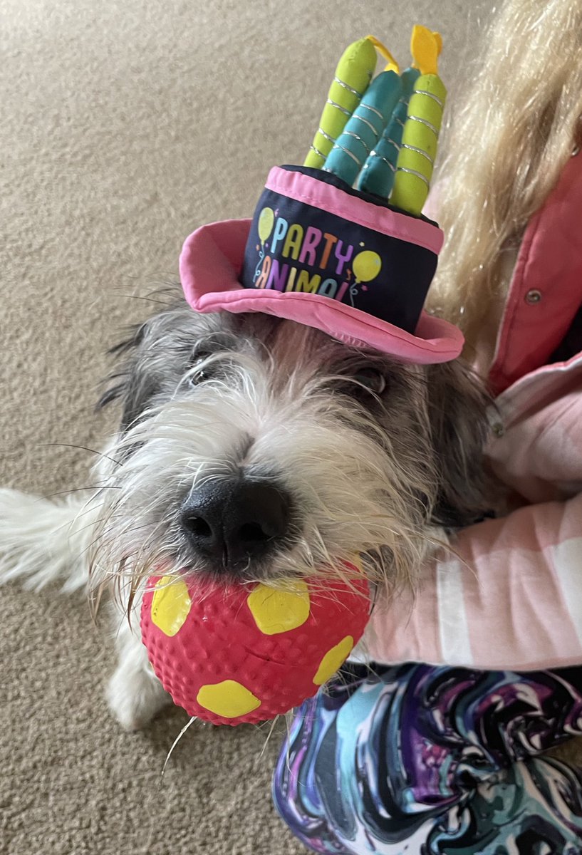 I gotten new bawllie fur ma brifdee 👏🏼 🐾