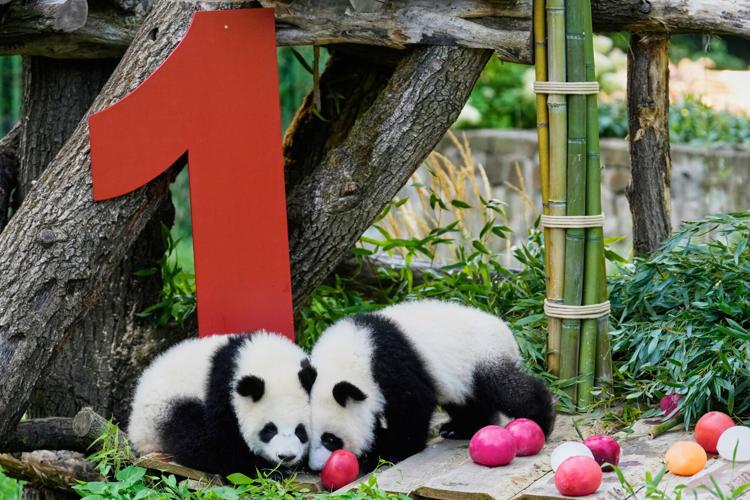jeffjthompson's tweet image. Photos show twin giant panda cubs celebrating their first birthday in Berlin zoo | | gjsentinel.com
apnews.com/article/giant-… 🐼🐼🐼 #panda #pandastory #pandalife #pandanews #ipanda #awesomeiPanda
