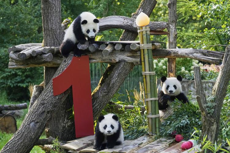 jeffjthompson's tweet image. Photos show twin giant panda cubs celebrating their first birthday in Berlin zoo | | gjsentinel.com
apnews.com/article/giant-… 🐼🐼🐼 #panda #pandastory #pandalife #pandanews #ipanda #awesomeiPanda