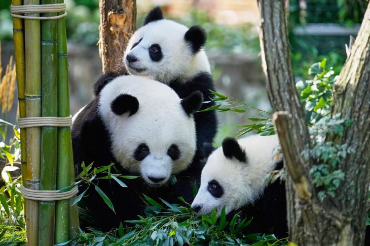 jeffjthompson's tweet image. Photos show twin giant panda cubs celebrating their first birthday in Berlin zoo | | gjsentinel.com
apnews.com/article/giant-… 🐼🐼🐼 #panda #pandastory #pandalife #pandanews #ipanda #awesomeiPanda