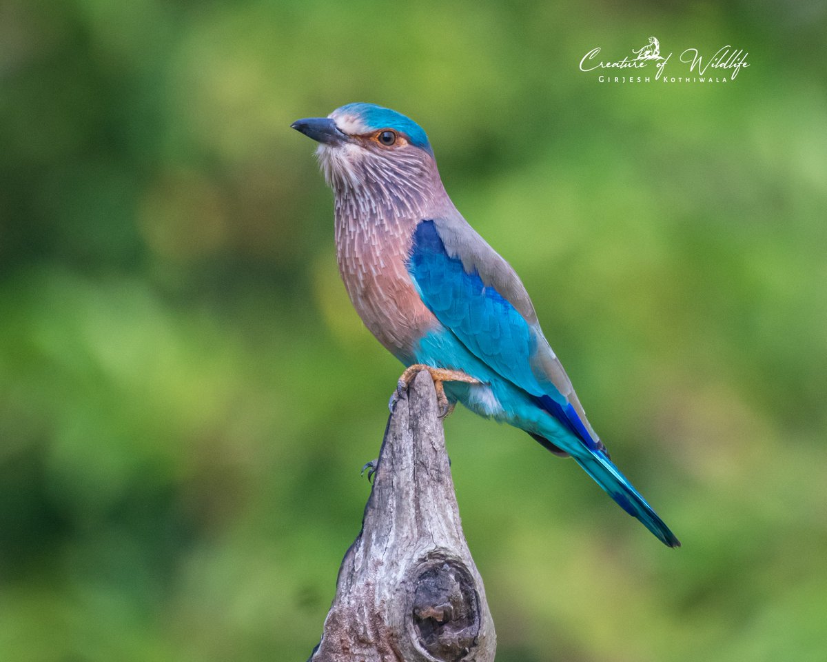 wildlife_clicks's tweet photo. Indian roller (Coracias benghalensis) https://t.co/b7yVq6Jf1s