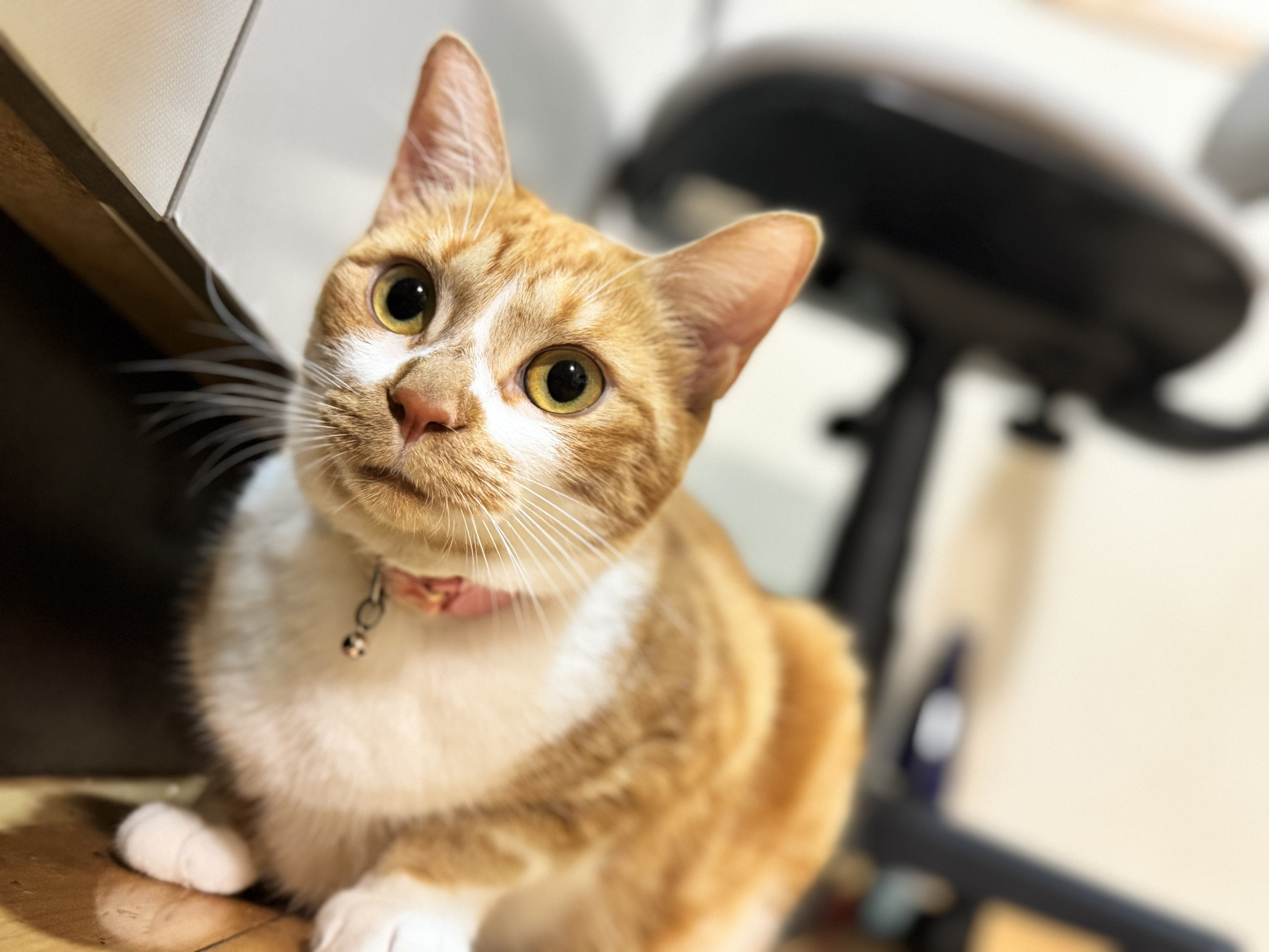 おきゃん猫様オーダー確認用 おきゃん - Search / X