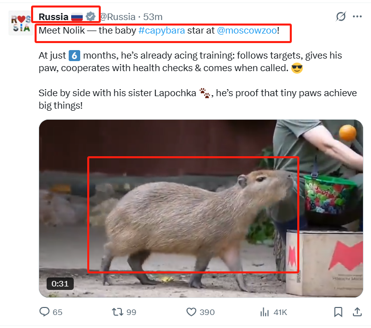memewizd's tweet photo. $nolik
EFbhB8iTFpyfjNcyXCAS4Kxh6sQ45Ana2yqvTf3Ypump
660k now

https://t.co/WK5Z54kapx

dyor - Nolik is the baby capybara star of Moscow Zoo @Russia 

At just 6 months, he’s already nailing his training 😎

Follows targets, gives his paw, cooperates with health checks… and comes when called!

Next Moodeng, who?