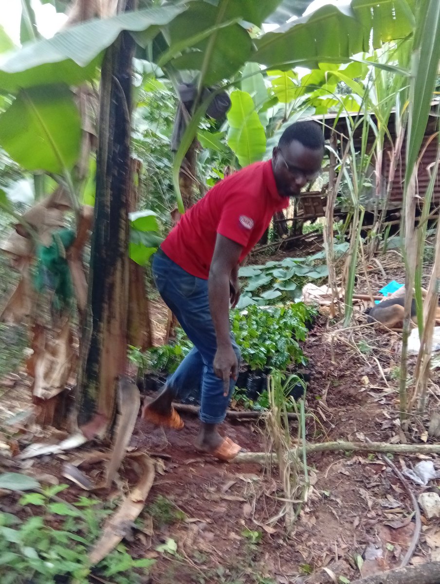 MurangiriOscar's tweet photo. Farmers are the next millionaires, I will keep on trying #Cofeefarming https://t.co/LEjaeyaUGg