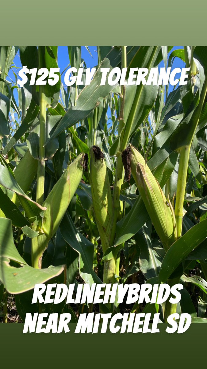 Defund the USDA 2.0 (@dusty3080467325) on Twitter photo RedLineHybrids 
We got the yield - RedLineHybrids 
We got the yield -