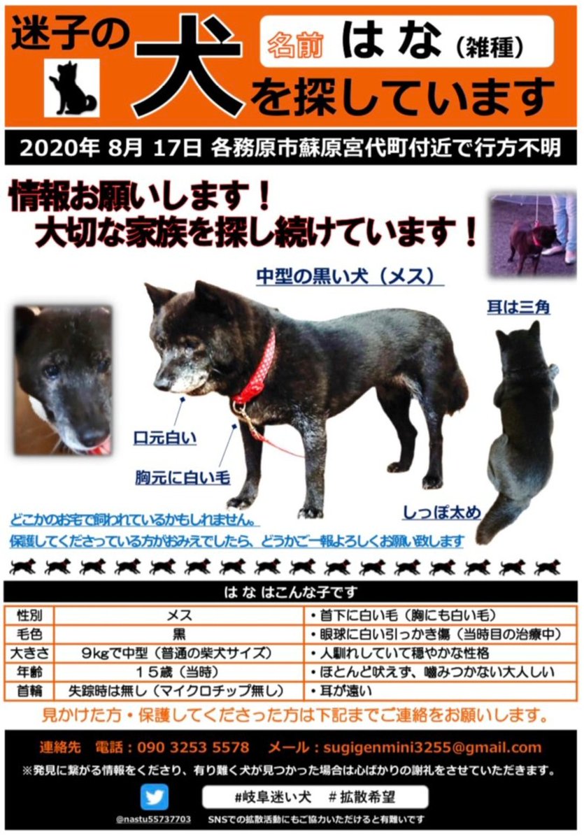 #拡散希望
【＃岐阜県迷子犬】
＃黒い犬 ＃中型犬
🐶はなちゃん🐶
＃迷子犬 ＃迷い犬 ＃保護犬

🟡2020/8/17
#岐阜県 ＃各務原市 ＃蘇原宮代町

📢はなちゃんに似たコをご存知ありませんか(地域問わず)
＃目撃 ＃保護 ＃譲渡会 ＃保護センター