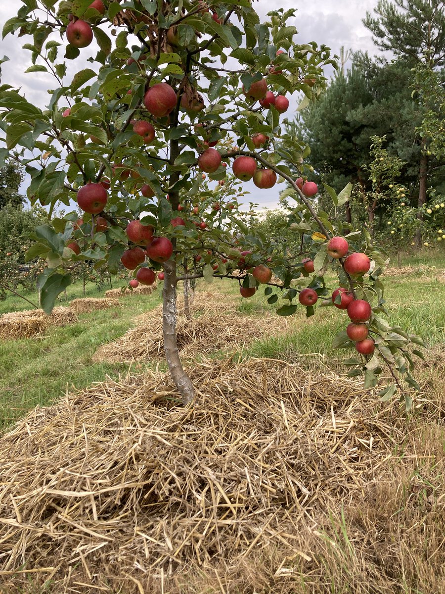 noubase's tweet image. Хтось сьогодні мульчував дерева. В таке велике свято.