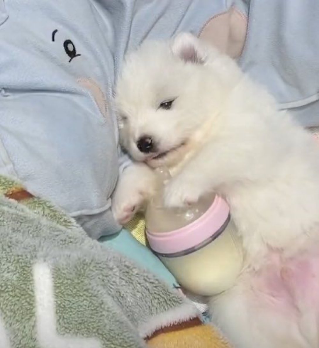 ตาแจ๊มกับขวดนมพีเจี้ยน…หมอนซ้างใบโปรดกลิ่นตุตุ 🐶🍼คร่อก