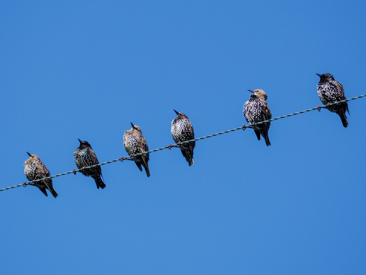 A mini murmuration this evening !
<a href="/CBWPS1/">Cornwall Birds</a> #birds