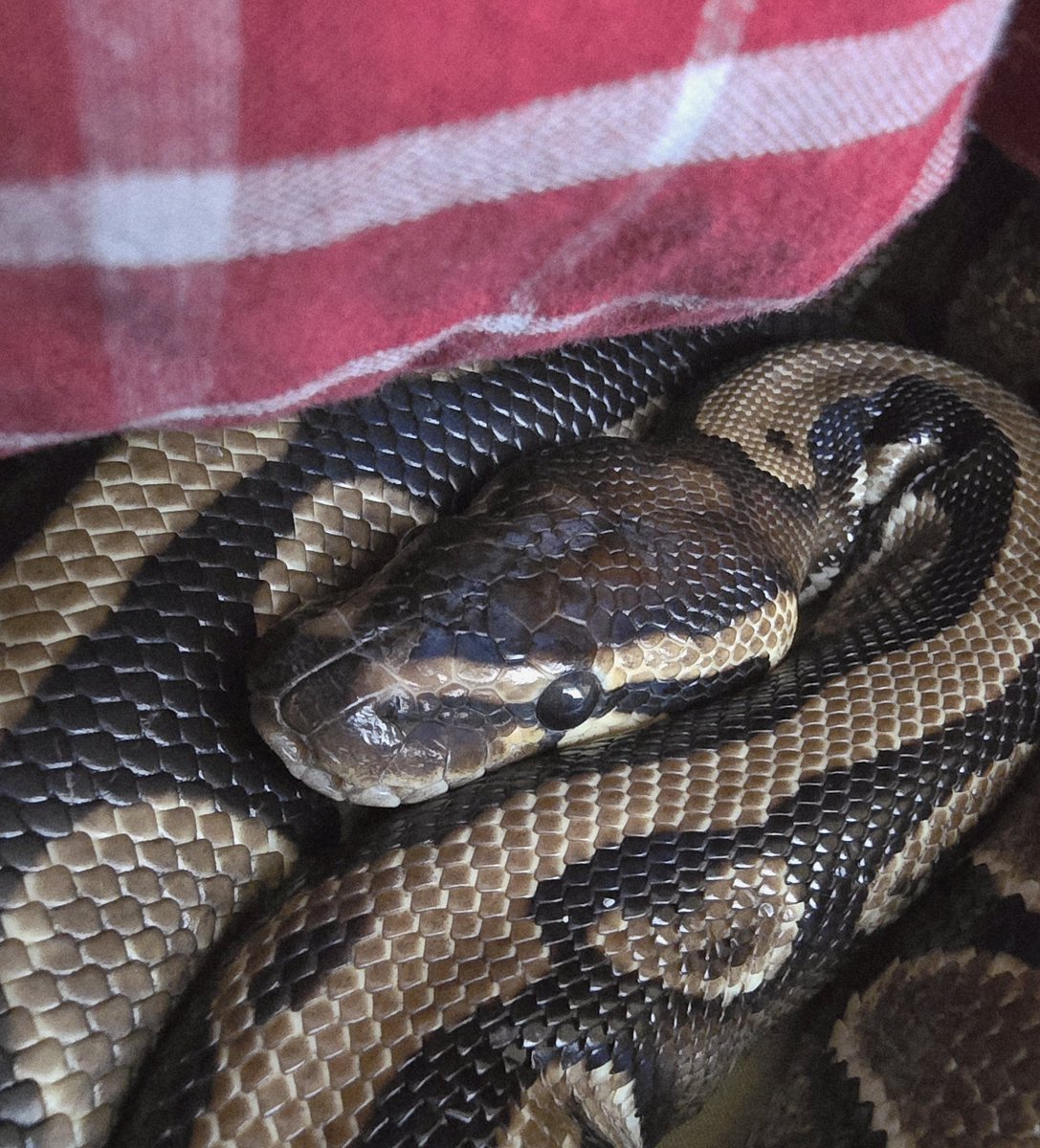 SerpentEmpress_'s tweet image. My beautiful boy, Harley 💚🐍#ballpython #royalpython #snake