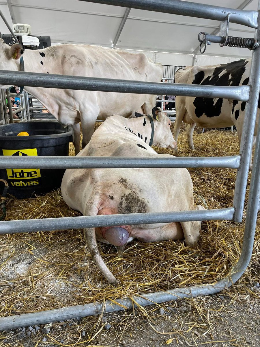 Our first cow in active labor today! Any guesses?? Heifer or bull? And weight?  
#uddermiracles #uddermiracle  #dairycowbirthingcenter #advocateforag #dairy #milk #dairycows #dairyfarm