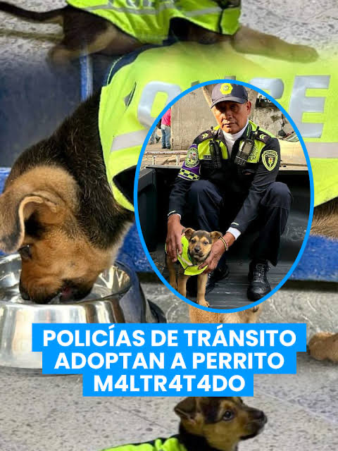 Ivan Nava (@ivannavamx) on Twitter photo Muchas gracias <a href="/SSC_CDMX/">SSC CDMX</a> <a href="/UCS_GCDMX/">Unidad de Contacto del Secretario SSC CDMX</a> por adoptar a Aquiles, póngale sus vacunas, será un gran perrito policía, oye <a href="/ClaraBrugadaM/">Clara Brugada Molina</a> queremos más policías como ellos, ¿Como le podemos hacer? #AyudanosAAyudar #GraciasPorElApoyo #GraciasPorTodo #RescateAnimal #IvanNavaMx #CDMX Muchas gracias <a href="/SSC_CDMX/">SSC CDMX</a> <a href="/UCS_GCDMX/">Unidad de Contacto del Secretario SSC CDMX</a> por adoptar a Aquiles, póngale sus vacunas, será un gran perrito policía, oye <a href="/ClaraBrugadaM/">Clara Brugada Molina</a> queremos más policías como ellos, ¿Como le podemos hacer? #AyudanosAAyudar #GraciasPorElApoyo #GraciasPorTodo #RescateAnimal #IvanNavaMx #CDMX