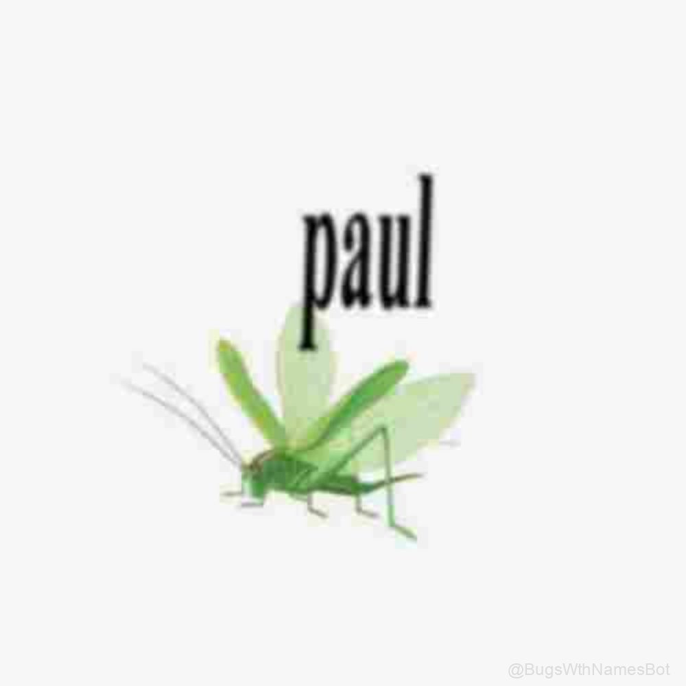BugsWthNamesBot's tweet image. 🦗 Paul