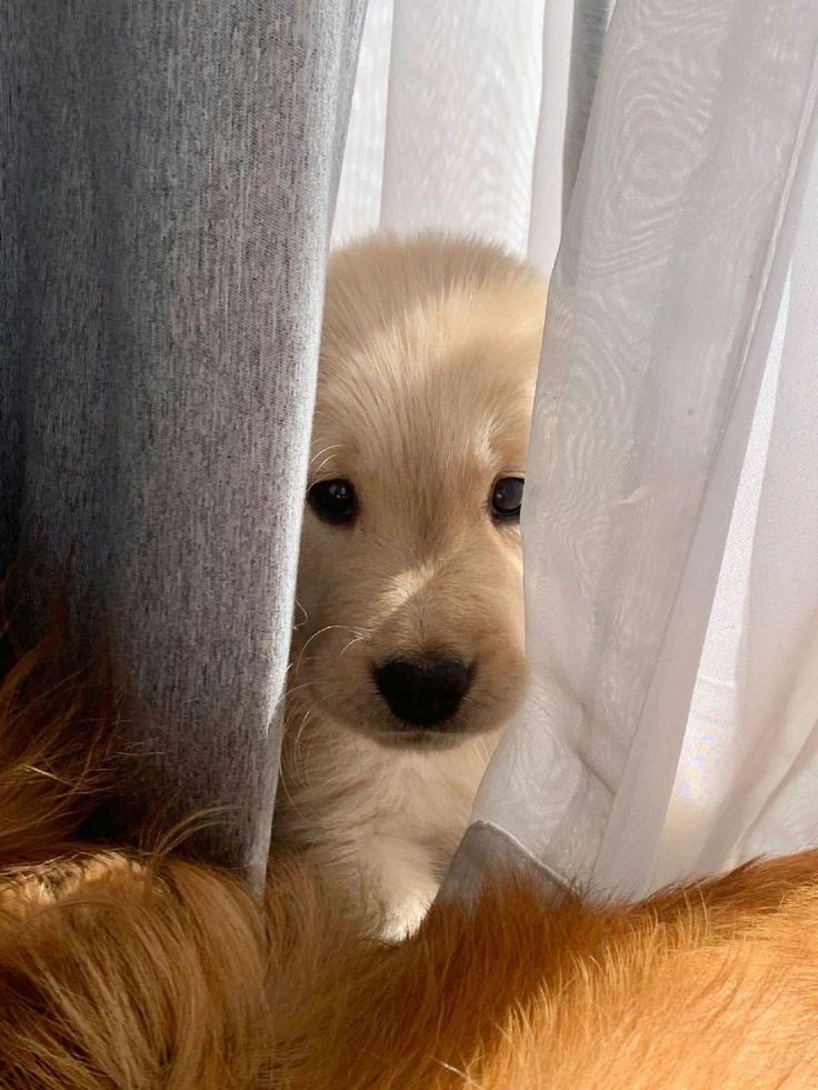 ‍‍ ᅠₐ‍‍𝒏‍‍ᅠ*ᅠ𝘩𝘰𝘯𝘰𝘳𝘢𝘣𝘭𝘦‍‍ᅠ𝓓𝒆𝒂͜͡𝘵𝔥‍‍ᅠ. tweet media