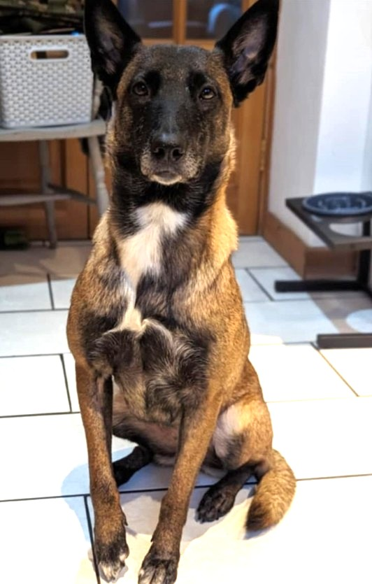 🆘22 AUG 2025 #Lost Athena #ScanMe
Belgian Shepherd Dog (Malinois) Female
#Launceston #Cornwall #PL15
She's a #Rescue and will be scared don't try to chase
doglost.co.uk/dog/199706