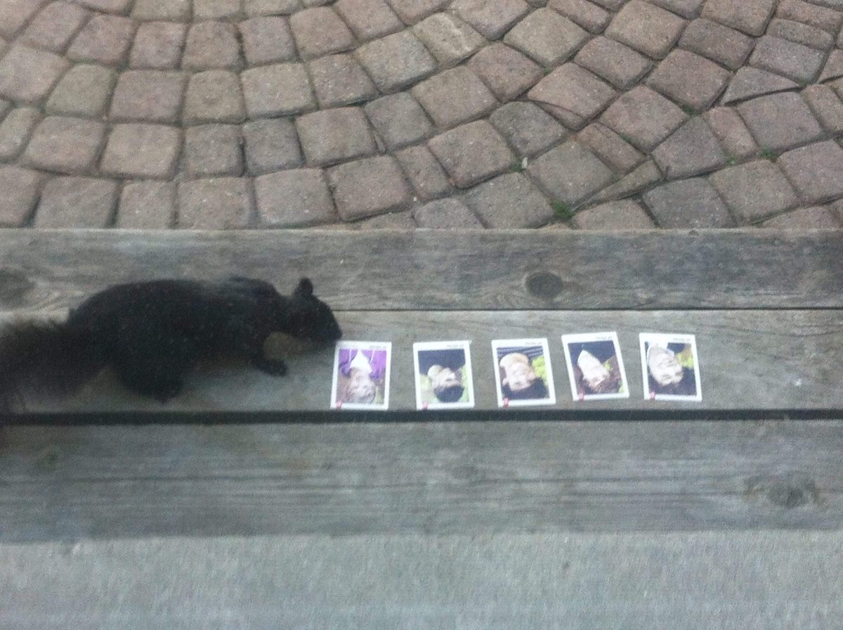thinking about when i made a squirrel from my backyard choose its favourite 1d member
