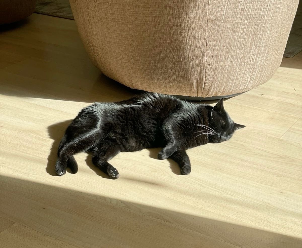Black cats are not bad luck (@visualscat) on Twitter photo 