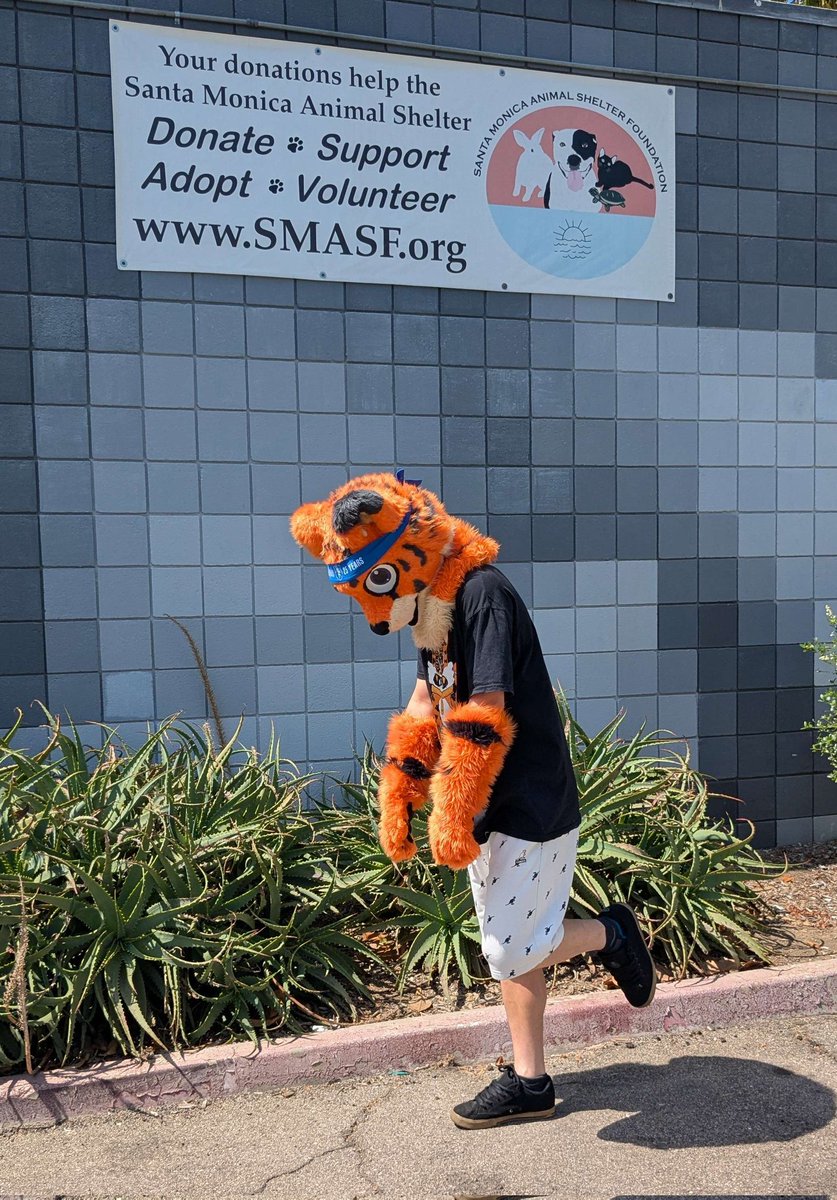getting my boy spayed today thanks to your donations to the Santa Monica Animal Shelter 

tl.gg/donate 

Keep the donos coming!