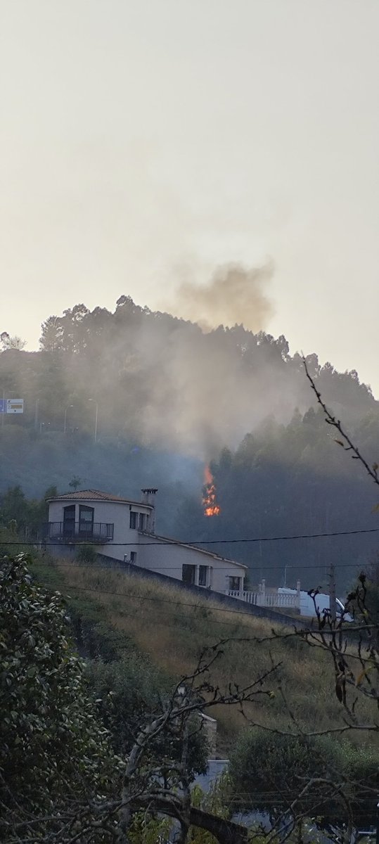 Cazón 🍍 tweet media