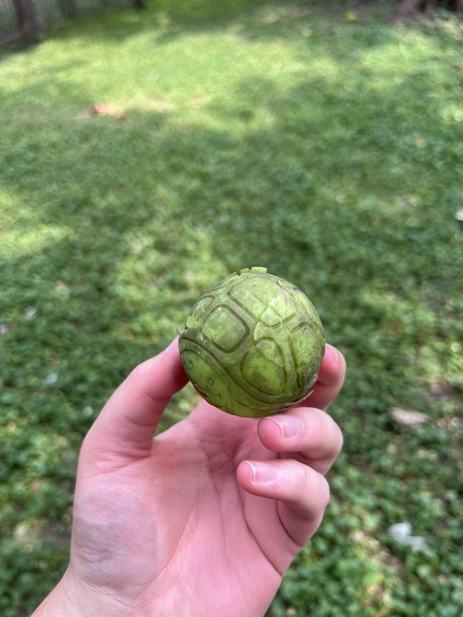 neo π (@barrysyx) on Twitter photo listening to <a href="/NADDPod/">Not Another D&D Podcast</a> Tortle Tank while i mow the yard and i foundβ¦ a mysterious turtle ball? i have never seen this in my life and dont know how it got here but it does also appear to be a vampire listening to <a href="/NADDPod/">Not Another D&D Podcast</a> Tortle Tank while i mow the yard and i foundβ¦ a mysterious turtle ball? i have never seen this in my life and dont know how it got here but it does also appear to be a vampire