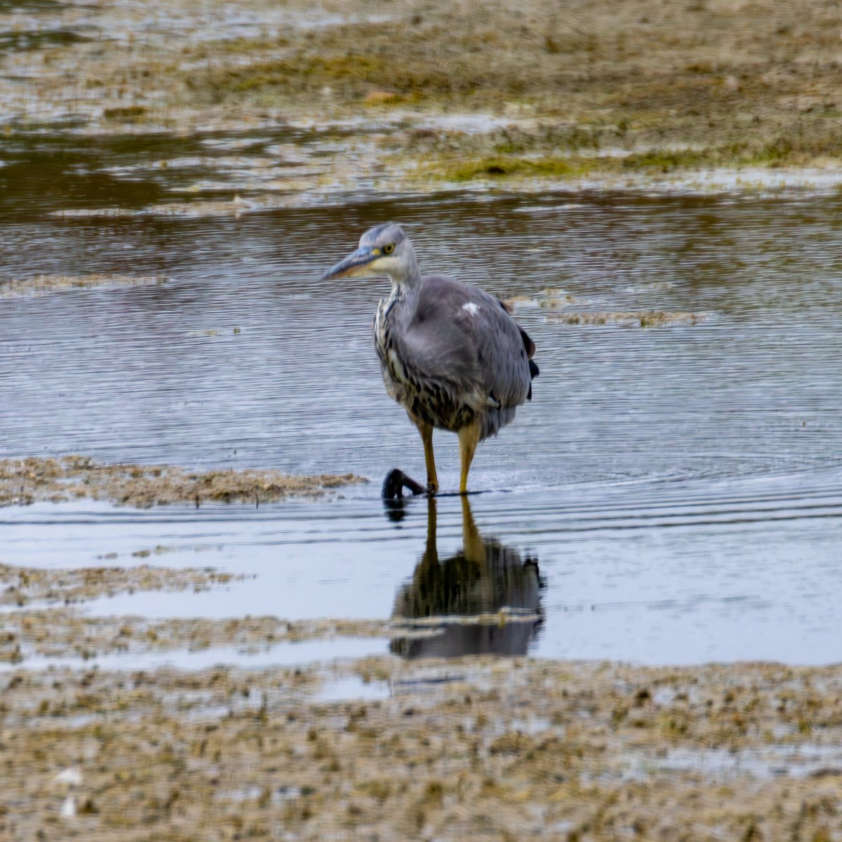 Ioana ποΈ (@ioanalogafatu) on Twitter photo Today's nature ramble:
Mute swan, Little grebe, Sparrowhawk, Grey heron Today's nature ramble:
Mute swan, Little grebe, Sparrowhawk, Grey heron