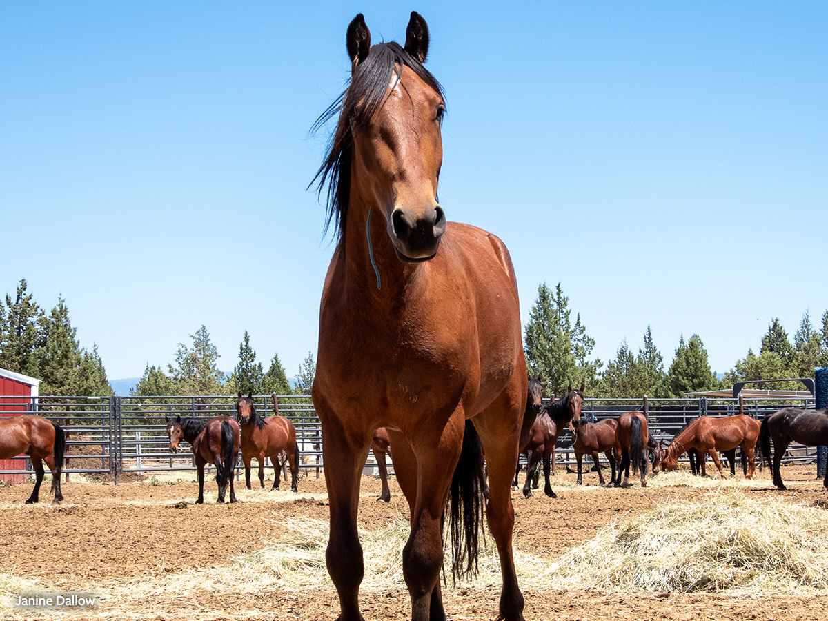 minpin78's tweet image. 🐎🐎Please Sign the Petition #Against #Removal of these #WildHorses without #Accurate #Data! 🐎🐎URGENT: The U.S. Forest Service plans to roundup 375 Devil’s Garden wild horses without accurate data. Demand a real count before removals. bit.ly/3UDeRCn