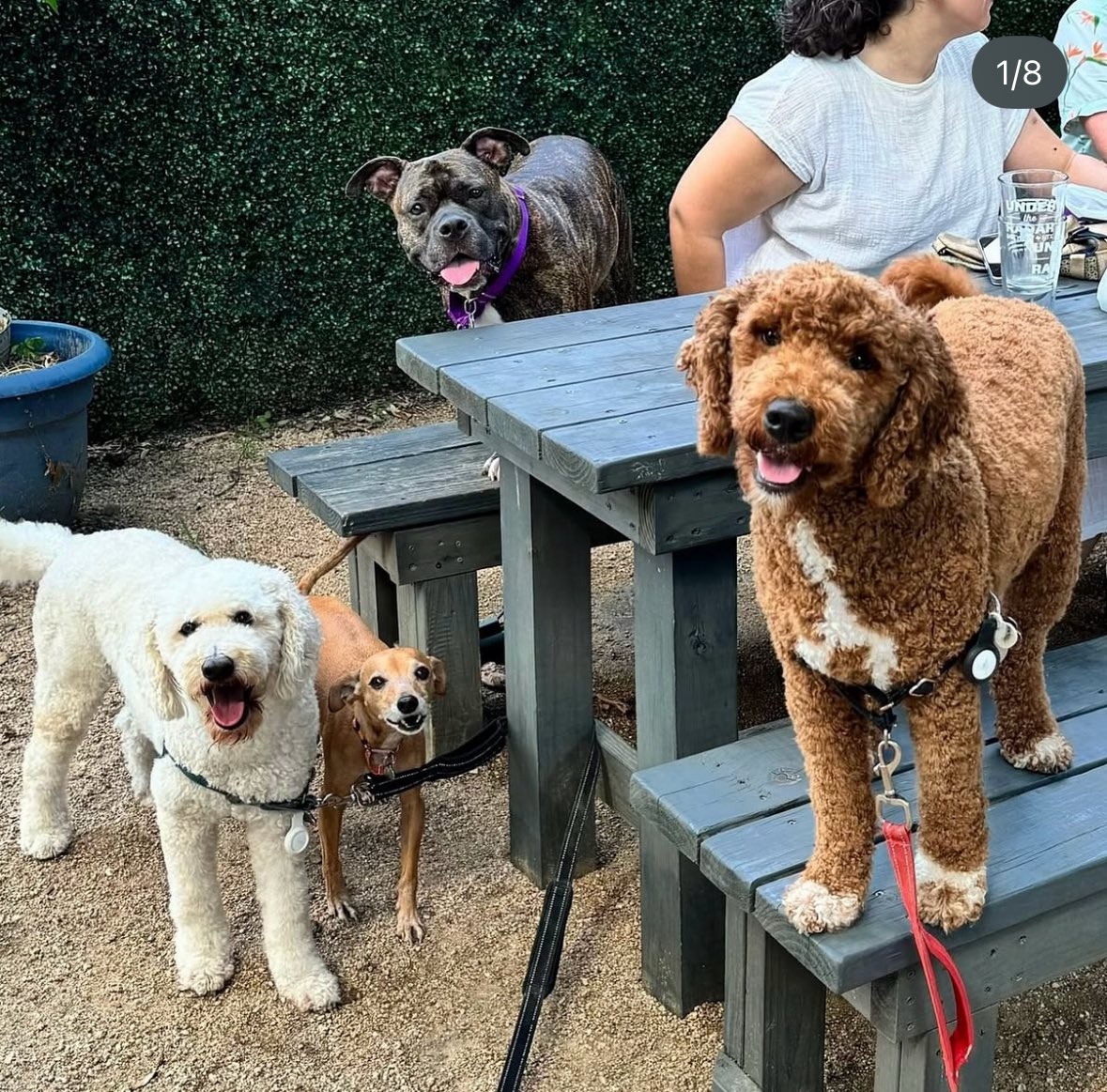 Pop-up 🐶 party today!