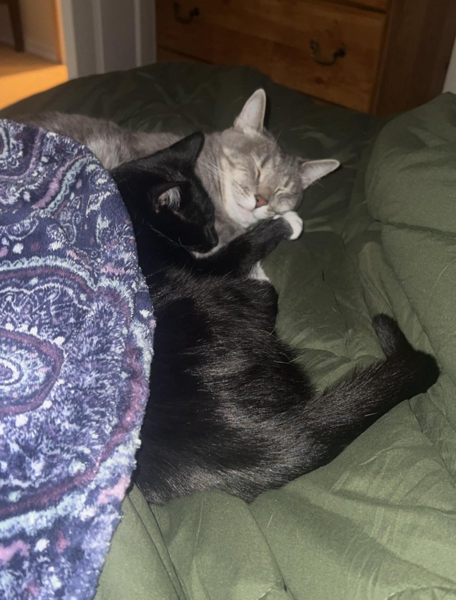 they love to cuddle  [by boringtoast19]
  
 #catsOfTwitter #curiousCat