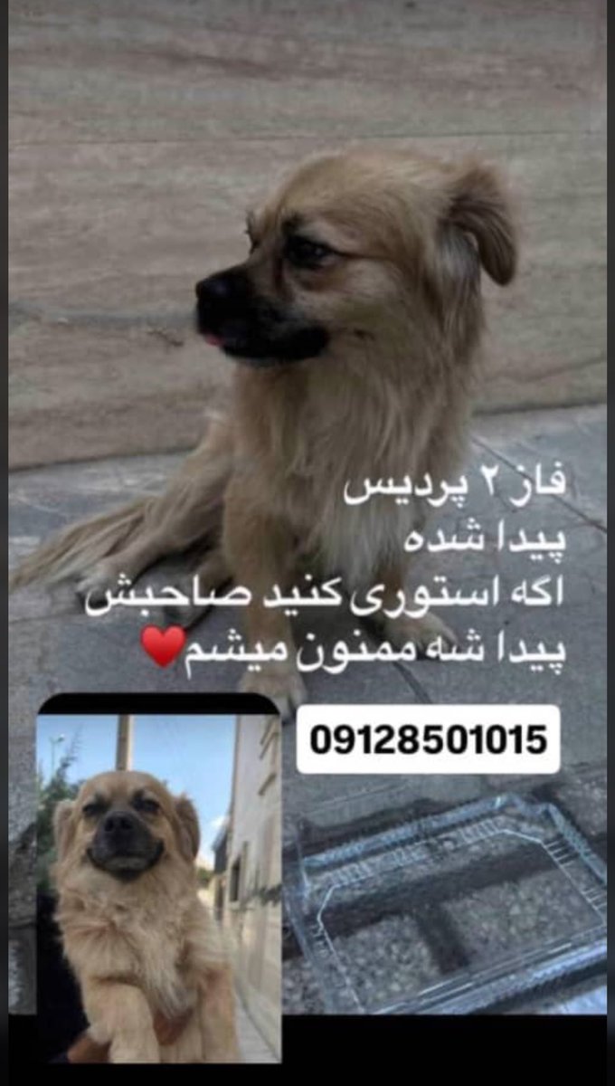 دوستان عزیزم لطفا تایم لاین بره
خدا کنه که سرپرستش پیدا بشه و رها شده نباشه🫂❤️‍🩹
#ريتوييت_لطفا