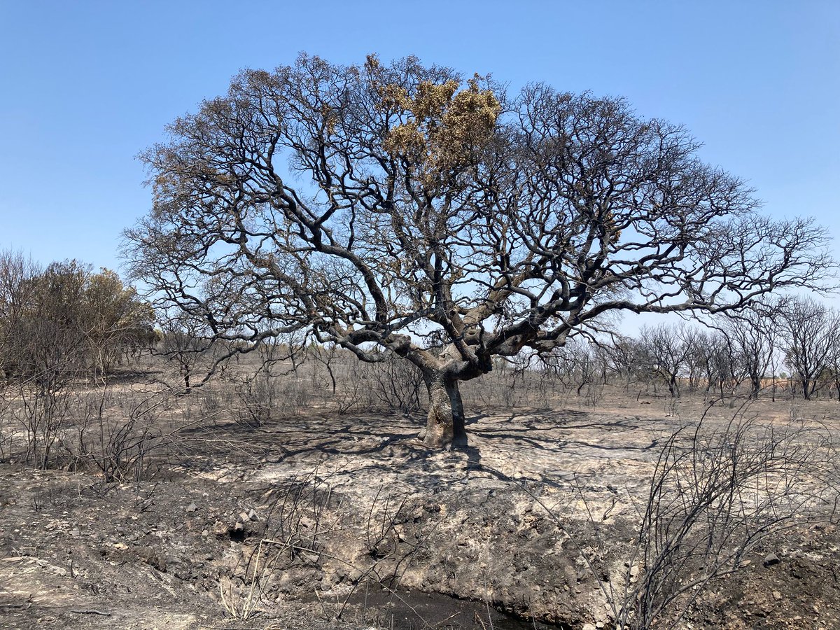 Guten (@guten2l) on Twitter photo <a href="/elhigadodmarita/">Mαr Mounier 🌐</a> Por quitar, nos quieren quitar hasta el nombre.
Con los incendios han quemado un árbol 50 años anterior a Isabel la Católica, no les voy a perdonar nunca, la solución debe ser definitiva e inhumana, si no siempre vamos a estar igual, por un lado u otro, siempre vuelven. <a href="/elhigadodmarita/">Mαr Mounier 🌐</a> Por quitar, nos quieren quitar hasta el nombre.
Con los incendios han quemado un árbol 50 años anterior a Isabel la Católica, no les voy a perdonar nunca, la solución debe ser definitiva e inhumana, si no siempre vamos a estar igual, por un lado u otro, siempre vuelven.