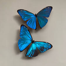 🌹💜 جاور من يخاف الله، حاور من يحترمك، وشاور من يحبك، وصاحب من يفهمك، وابتعد عن الجاهل
وإياك وصحبة اللئيم فإن الفضل معه عقيم، واتخذ من الطيبين خِلان يجازوك الإحسان بالإحسان
   💚 🩷اجبروا الخواطر، وراعوا المشاعر، وانتقوا كلماتكم، وقولوا للناس حسنًا، وعيشوا أنقياء،