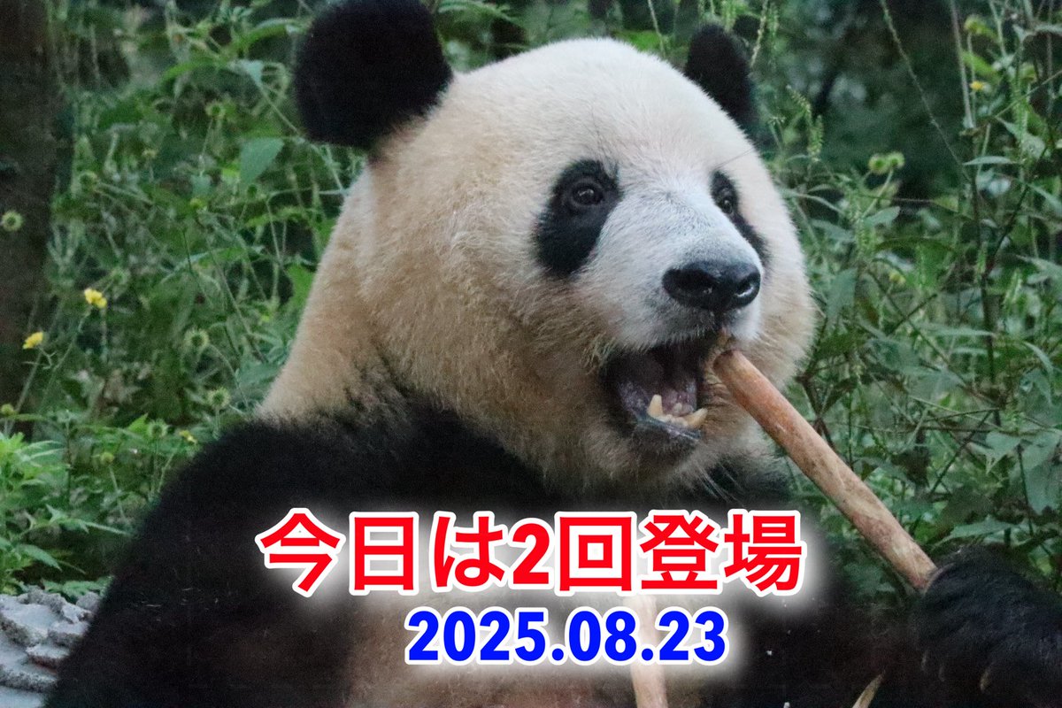 2025.08.23
今日は2回登場
#シャンシャン 

youtu.be/ieUZvYMuMqQ?si…