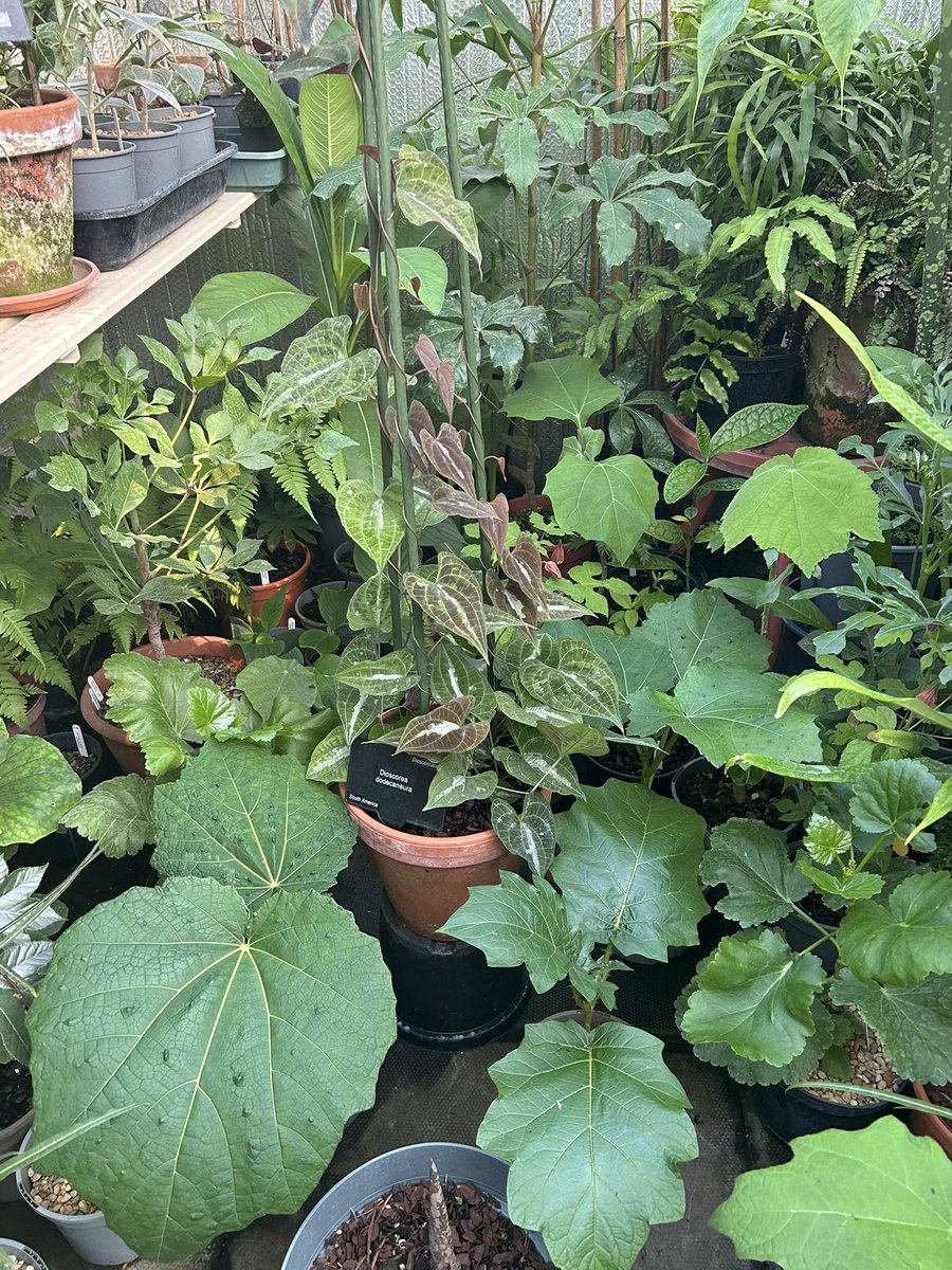 The stunning Dioscorea dodecaneura in the greenhouse this evening .