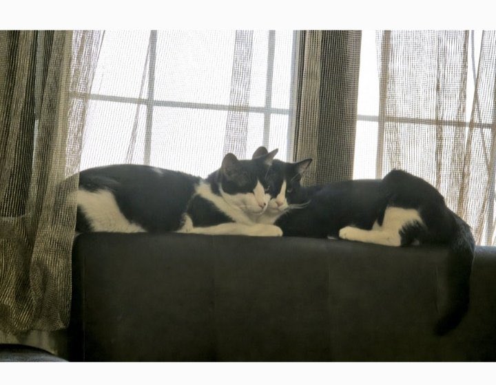 خیابون جای امنی برای گربه های معلول نیست
تافی و کافی مهربون ❤️‍🩹
فقط یک چشم دارند💔
تمام کارهای درمانی انجام شده
و این شانس رو شما بهشون بدید که سرپرست پیدا کنند🤝🫂
#ريتوييت_لطفا 🫂♥️