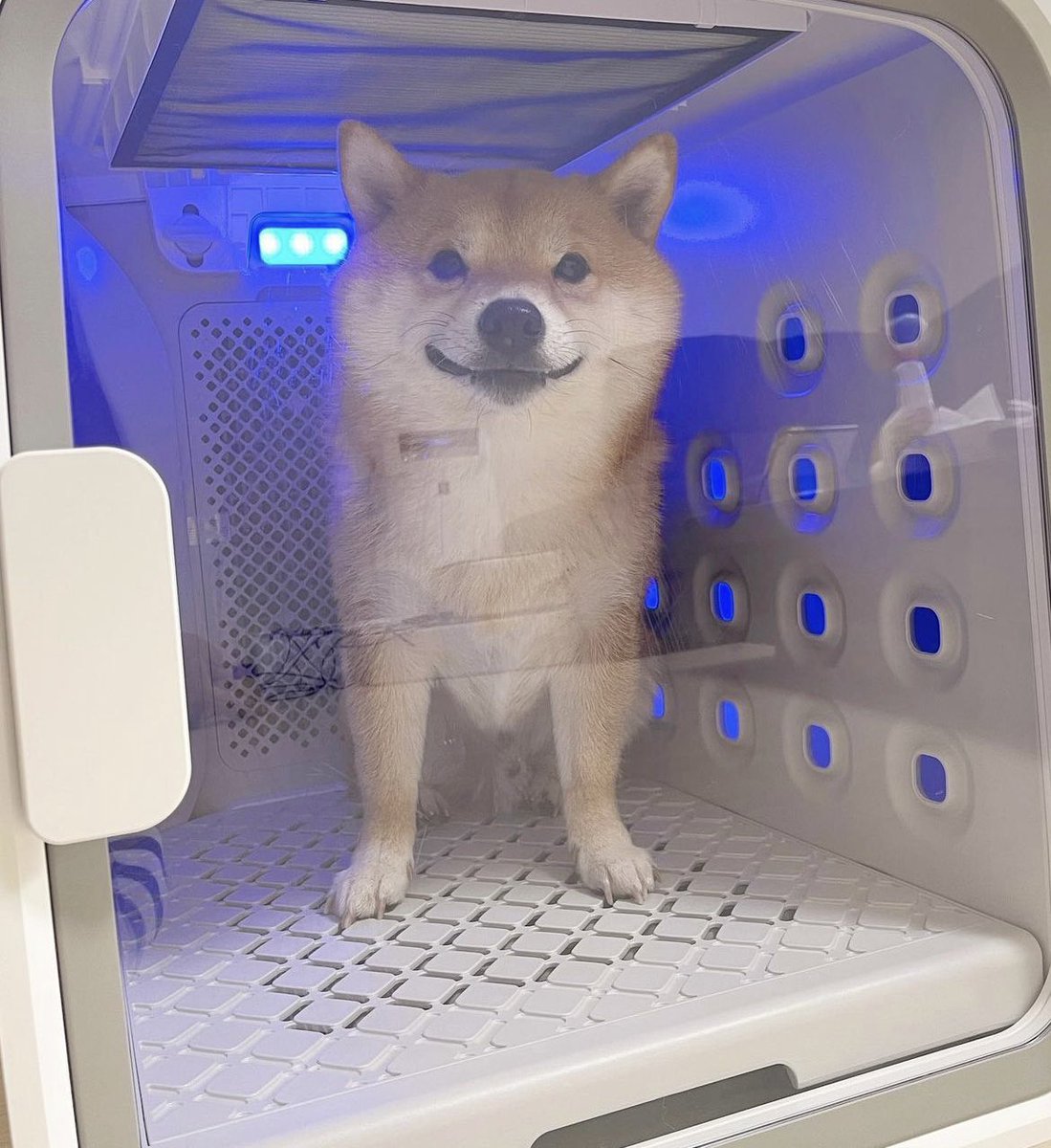 kann jemand auf mein scheiss hund gniesbert aufpassen muss kurz weg