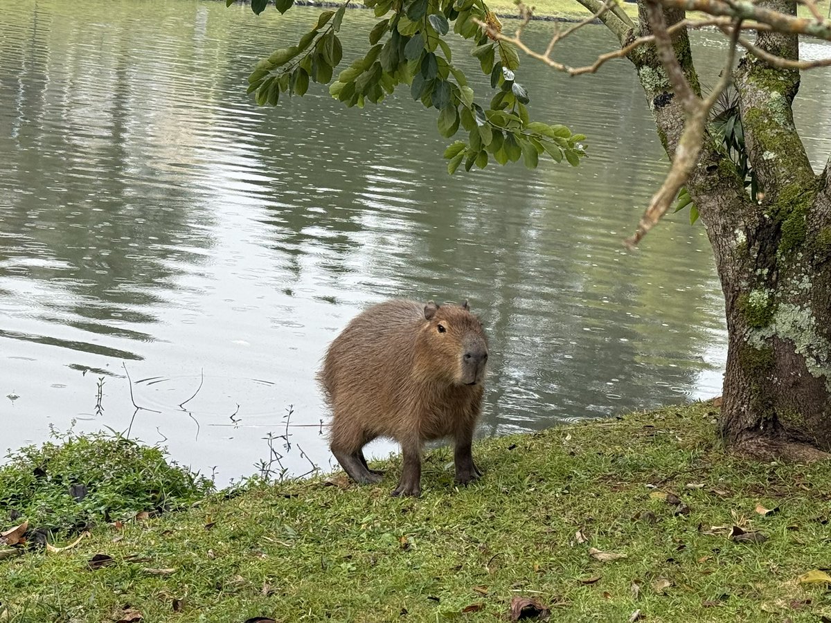 Johannes Charlier tweet media