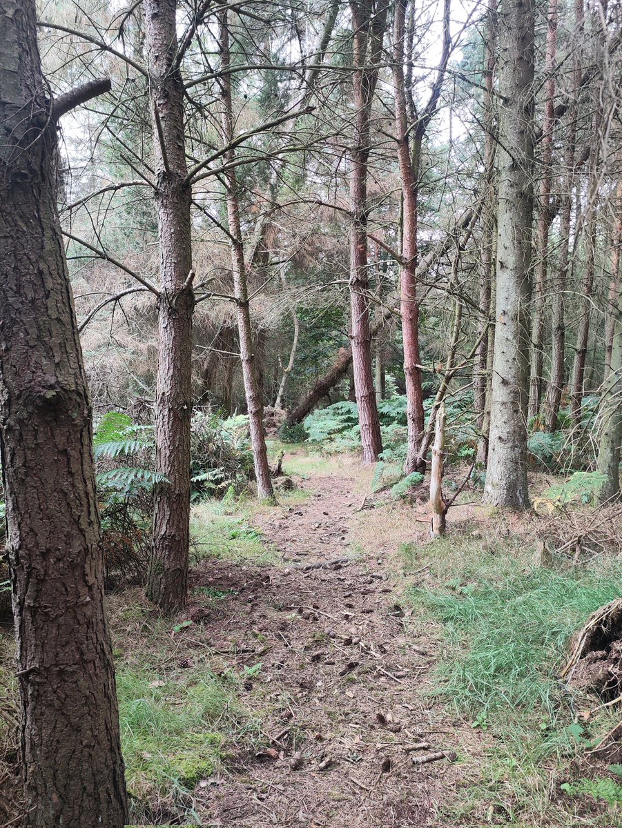 blonde_on_bikes's tweet photo. We went out on a gravel adventure today... gates, stiles, electric fencing, 'hike a bike'🤭😂.........all great fun😁🚴🚴#Stcuthbertsway #Derestreet #BAW #CrailingEckfordNisbetjubileepaths #scottishBorders https://t.co/KPY61WnjHN