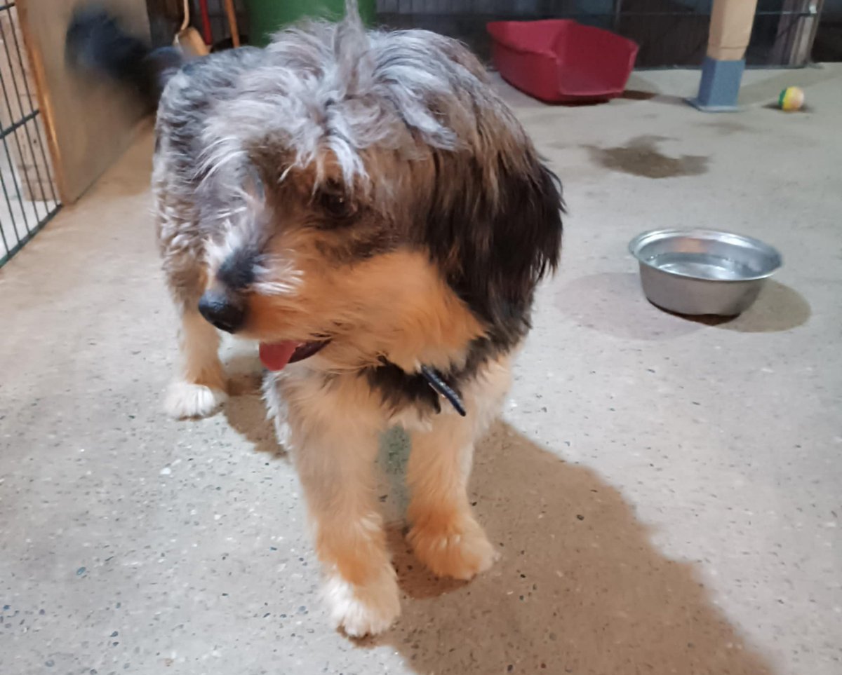 ⚡🐾UDOMLJAVA SE ⚡🐾
🐾❤MIMI❤🐾
Azil ,pakao za pse 😢Cekala je svakodnevno da neko dodje po nju,tuzna ,sama ,pitala se zasto je iza ovih resetaka ☑️Napravljen je prvi korak-preuzeta je iz azila ,potpuno sredjena ,pregledana -zdrav  pas🐶🐾