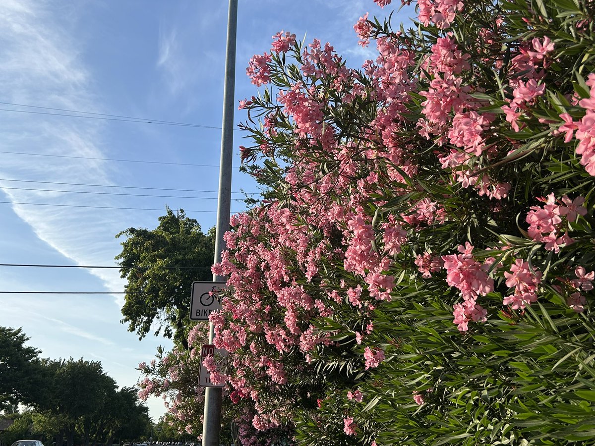 ⟢ skye ⟣ tweet media