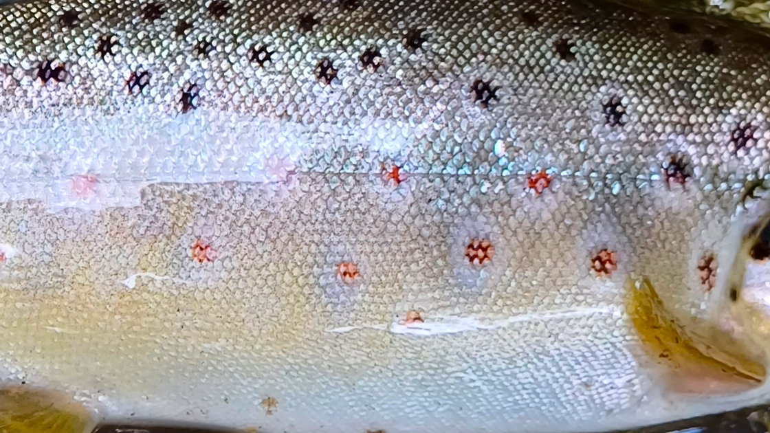 Patīkami, ka arī otrajā apmeklētajā upelē alatas vēl aizvien var sastapt ... tad jau tomēr ir vietas, kur mazie HESi nav tikuši klāt un tās veiksmīgi var iznārstot. Pumpainās arī, protams, tur pat sastopamas ...