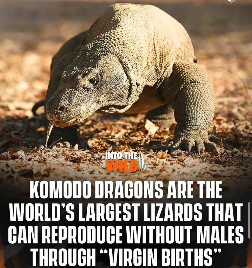 Komodo Dragons