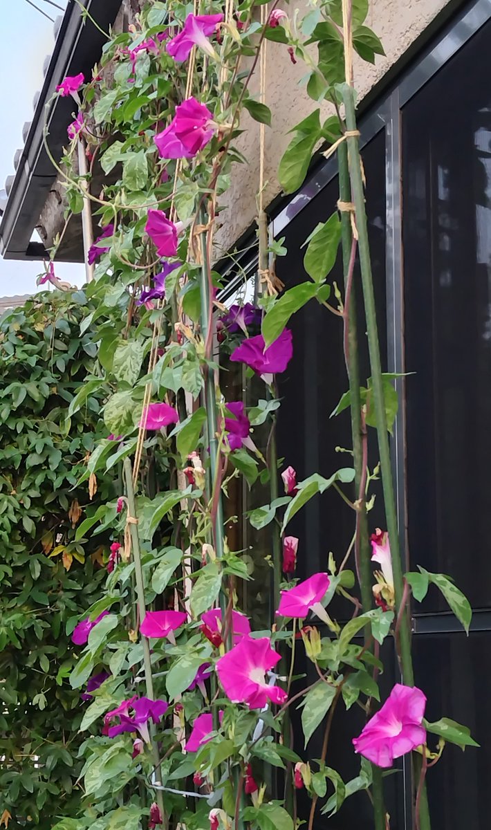 専用ページ☆朝顔 朝顔 - Search / X