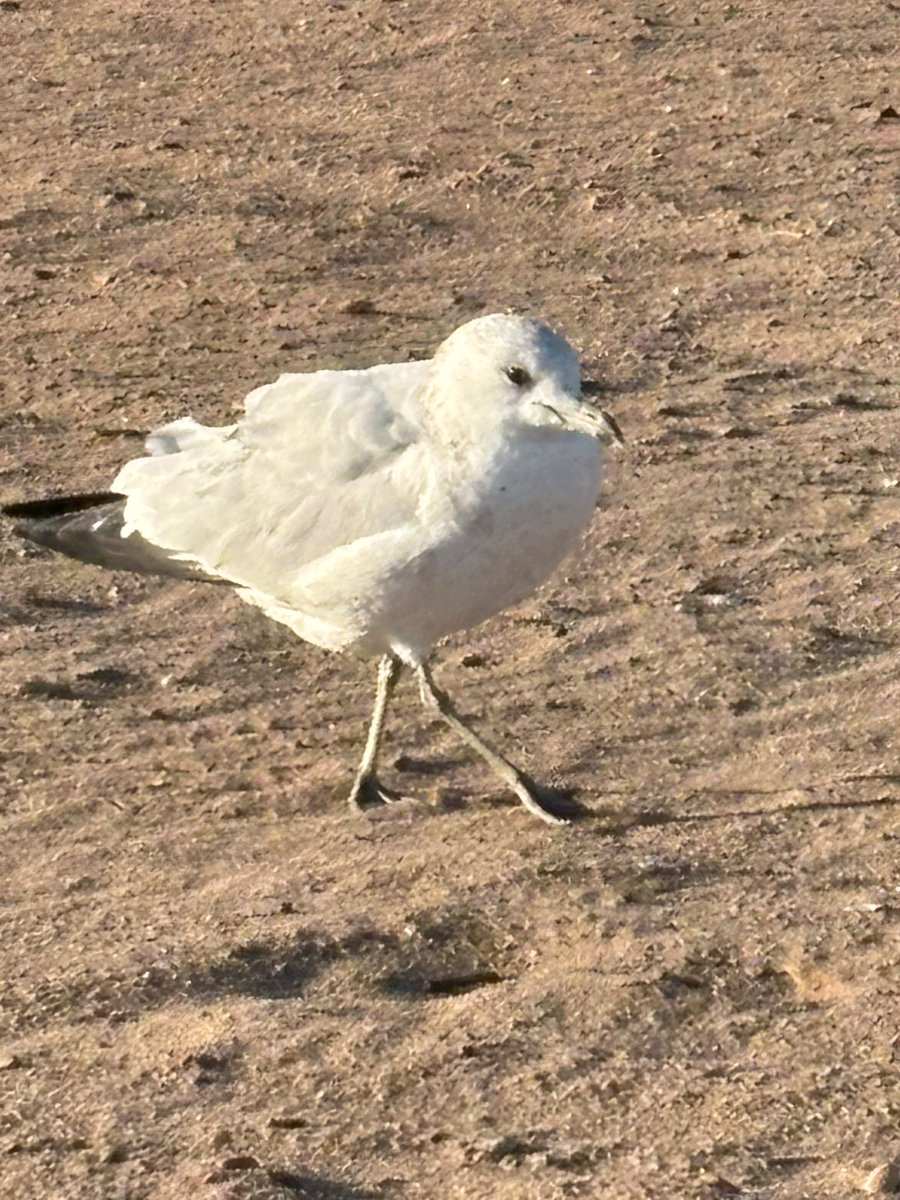 Scrimblo Bimblo⚓️🗽 (@scrimblob) on Twitter photo 